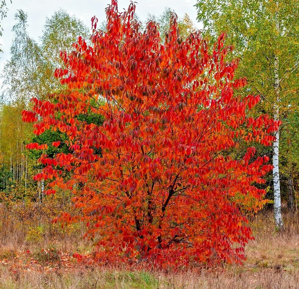 Wild Black Cherry Tree | Premium Seeds | Prunus serotina ‘Spring’ | Plants’®