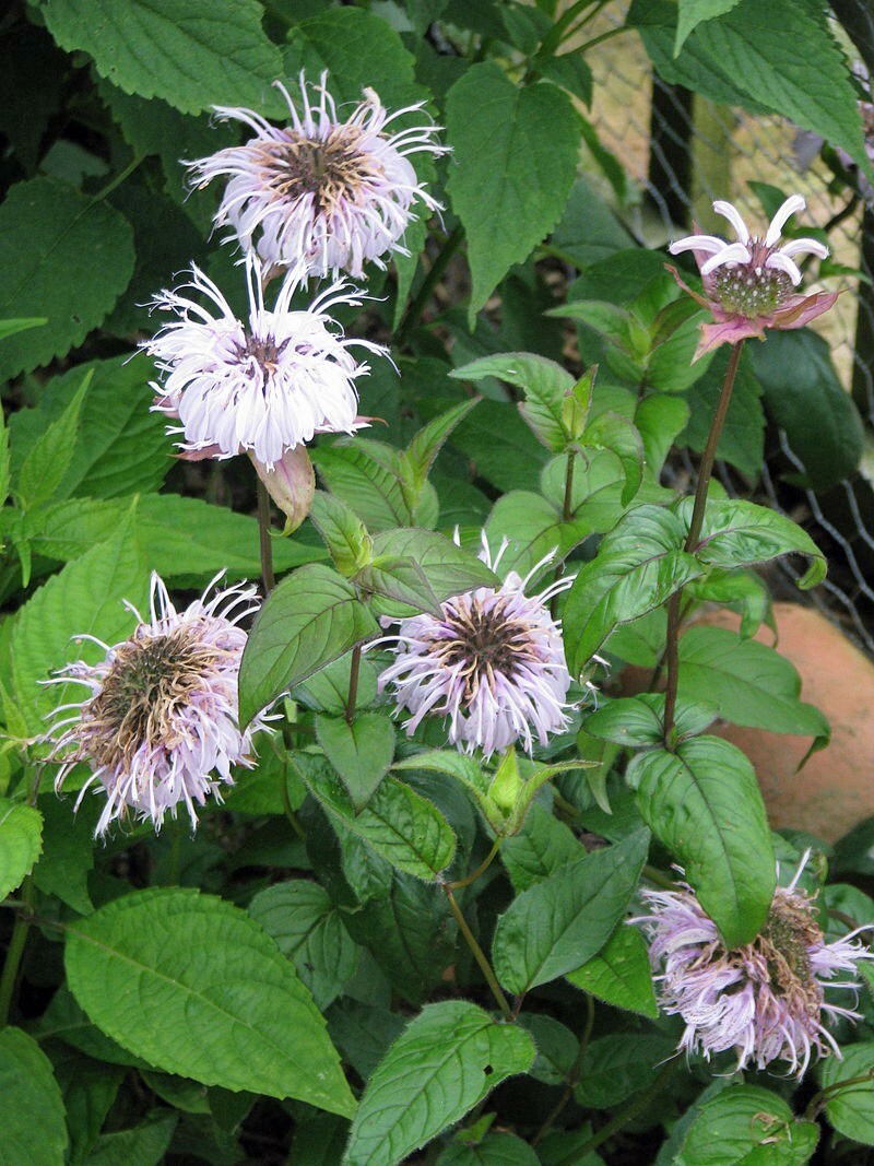 Monarda bradburiana | Horsemint | Bradbury’s Beebalm | 20 Seeds