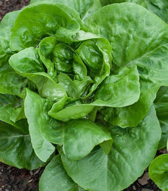 1g- Lettuce Seeds 900+ – Fresh Harvest of Premium- Buttercrunch Butterhead- B 16