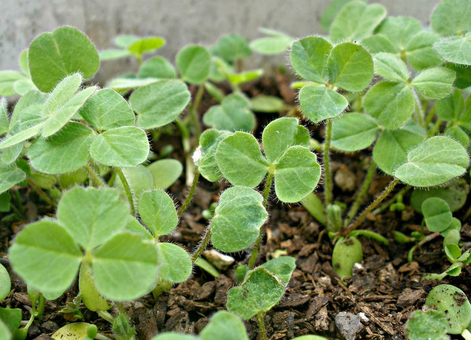 1001+CRIMSON CLOVER Seeds Groundcover Food Plot Native Wildflower Pollinators