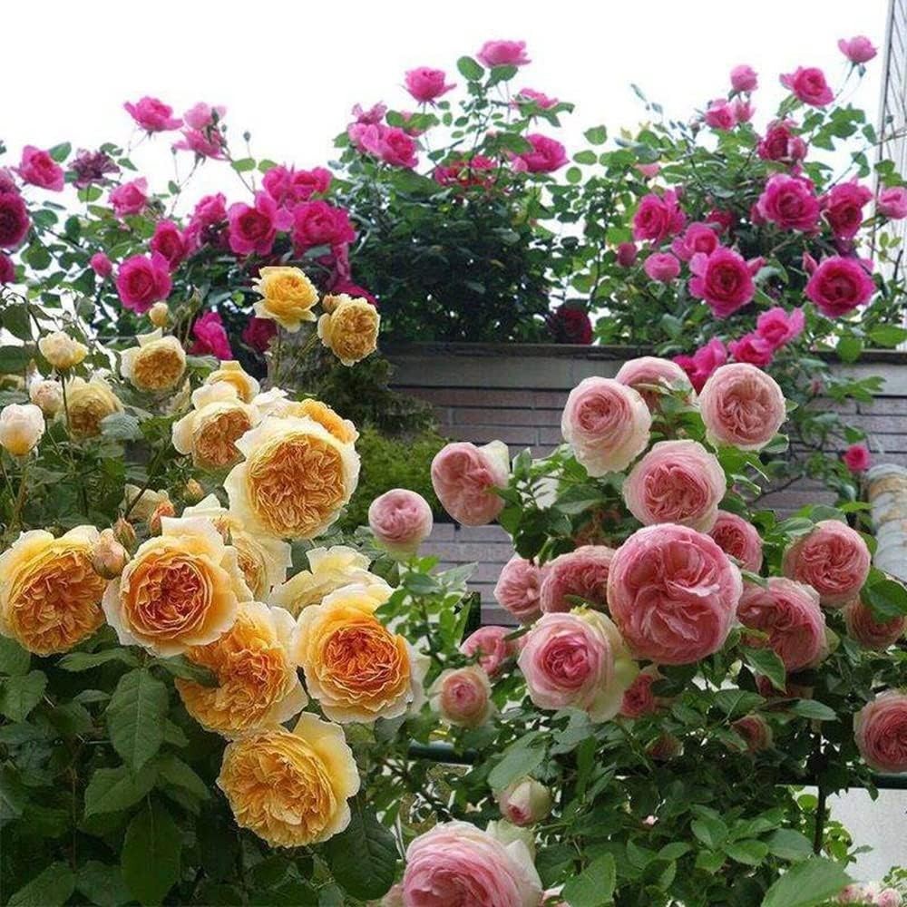 Mix Climbing Rose Seeds – 200+ Long-Blooming Vines for Garden Aesthetics