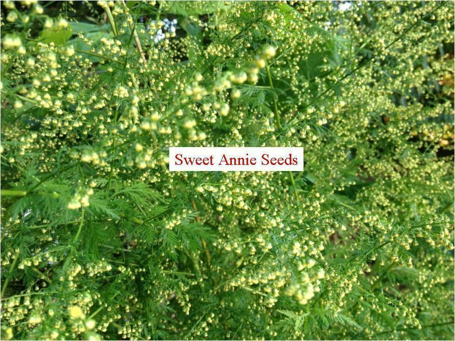 2 grams (approx. 2,000+ seeds) of Artemisia annua, Sweet annie