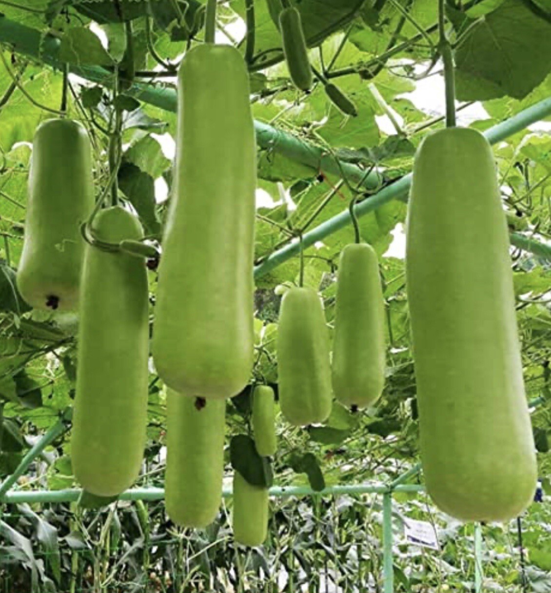 10 Packet Filipino | Asian SEEDS Bundle for Planting