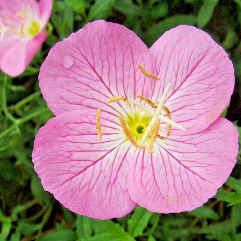 501+SHOWY Mexican EVENING PRIMROSE Seeds Groundcover Container Flower Garden