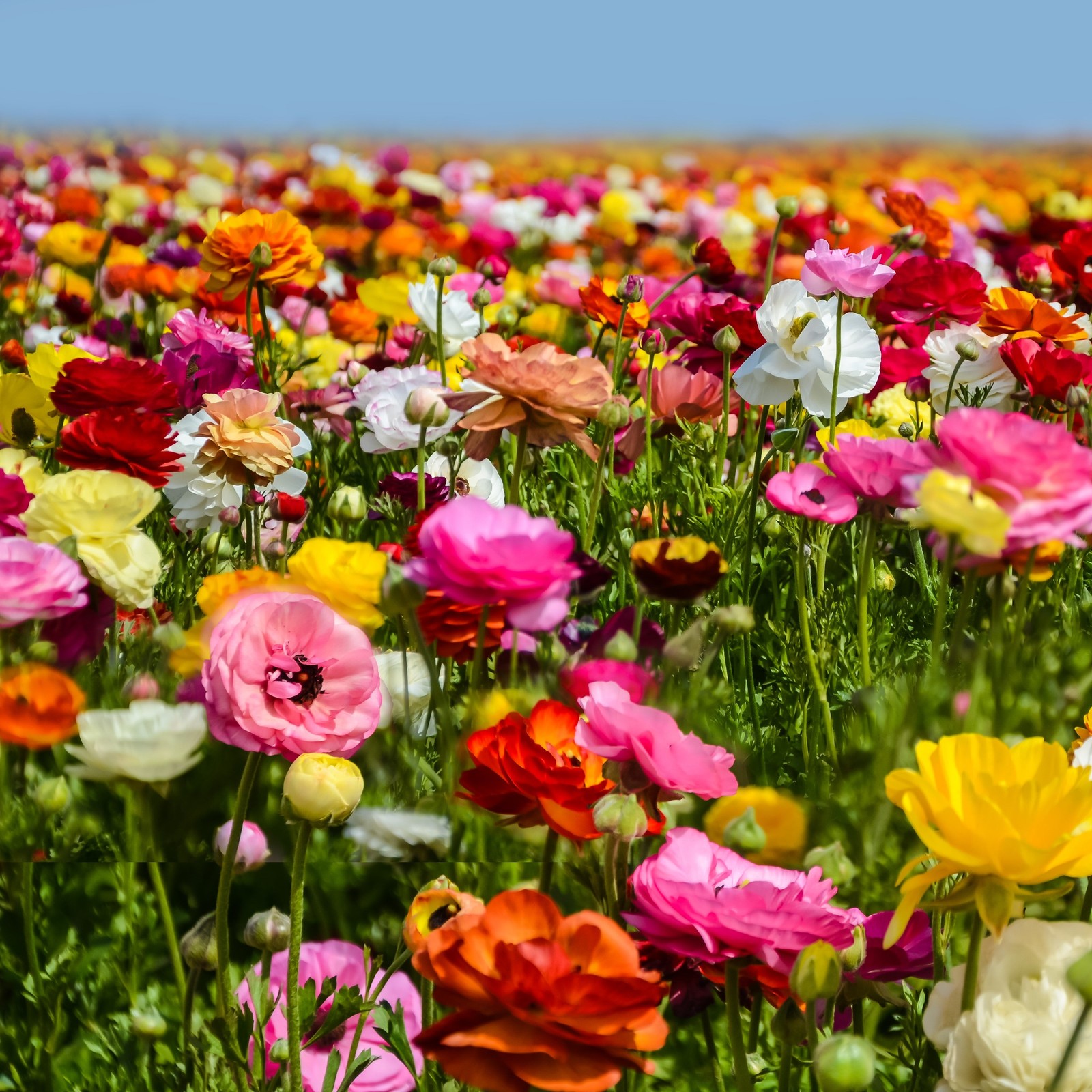 Easy to Grow Ranunculus Buttercup Rainbow Mix 10 Plant Bulbs, Spring Flowers