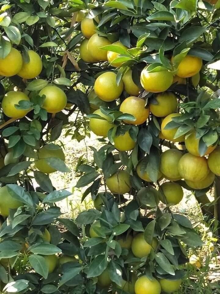 Green & Thin skin, Sweet Orange Fruit – 10 Seeds 2024 – USA