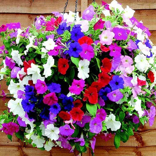 100 Balcony Mix Petunia Seeds Attracts Bees & Butterflies Free Ship & Tracking