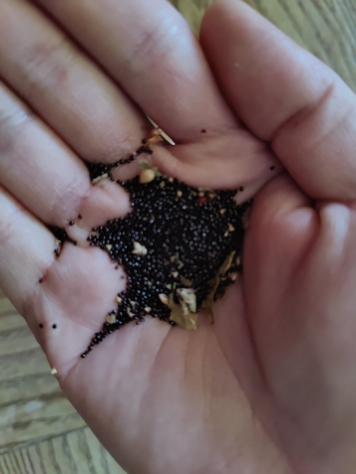 2000+ Lal Marish / Marish Shak Seeds / Red Garnet Amaranth Seeds, produced in US
