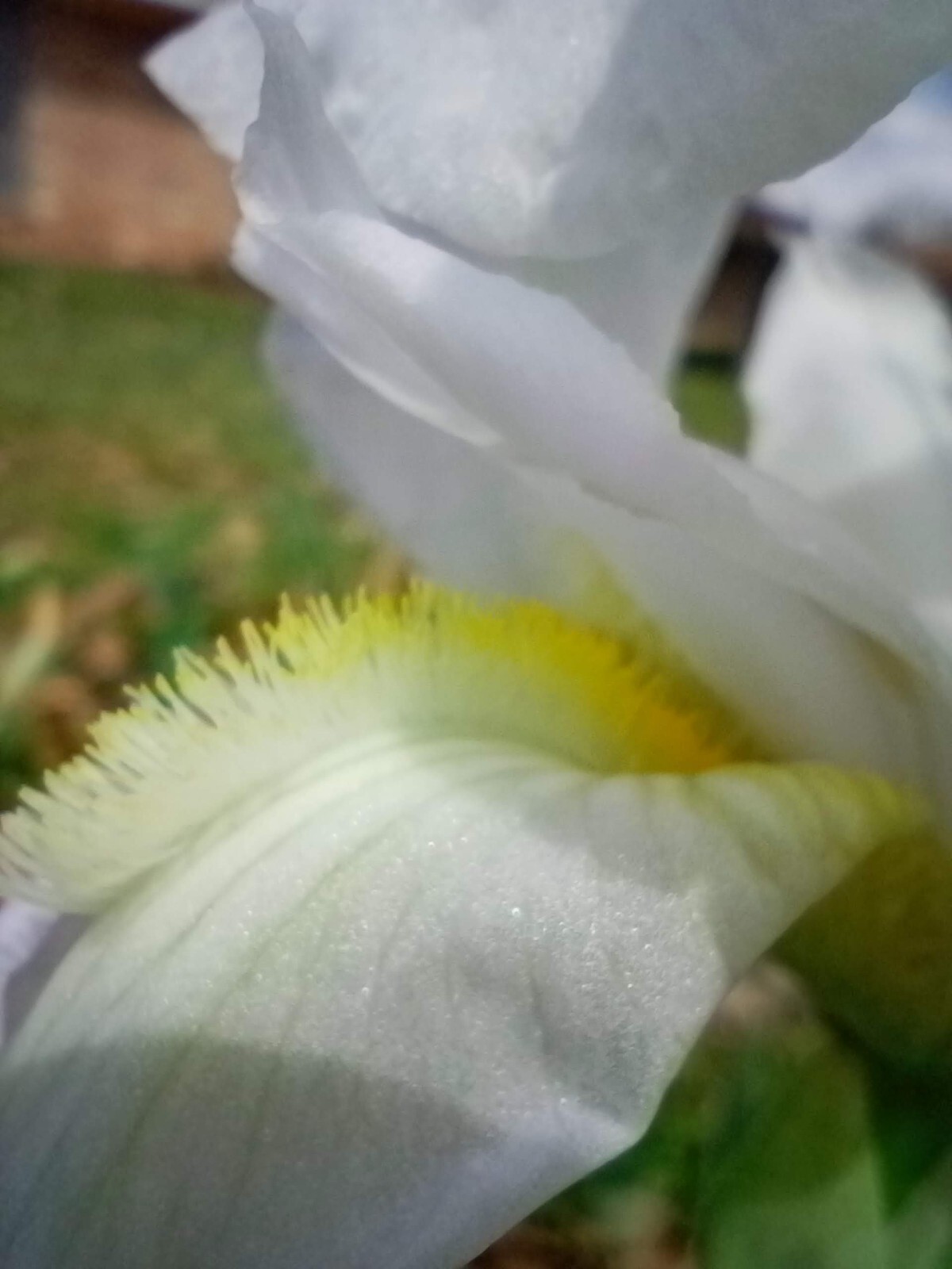 (10) WHITE TALL BEARDED IRIS RHIZOME LIVE ROOT GARDEN PLANTS LOVE SPRING FLOWERS