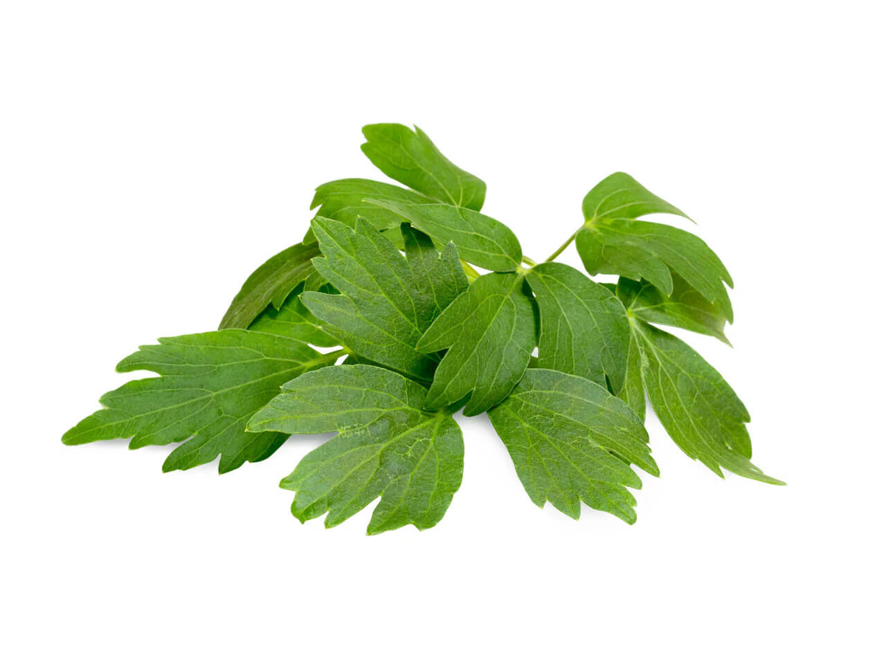 Lovage seeds, Levisticum officinale, Maggi Herb, NON-GMO by Mai’s Family