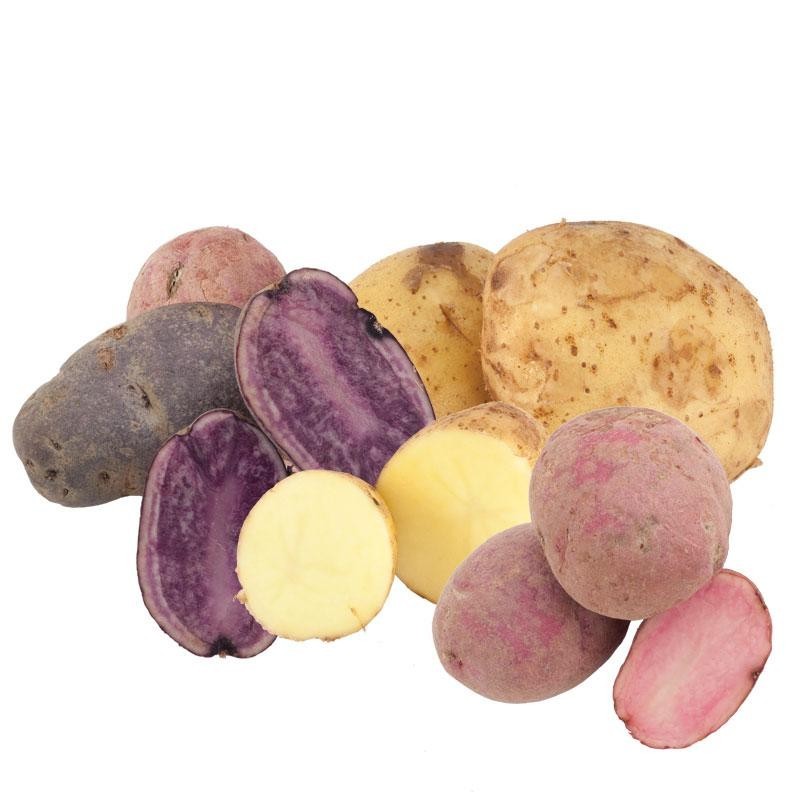 Potato Lover’s Mix – 2-4 lb pounds – Non-GMO Tuber Seeds Potatoes for Spring