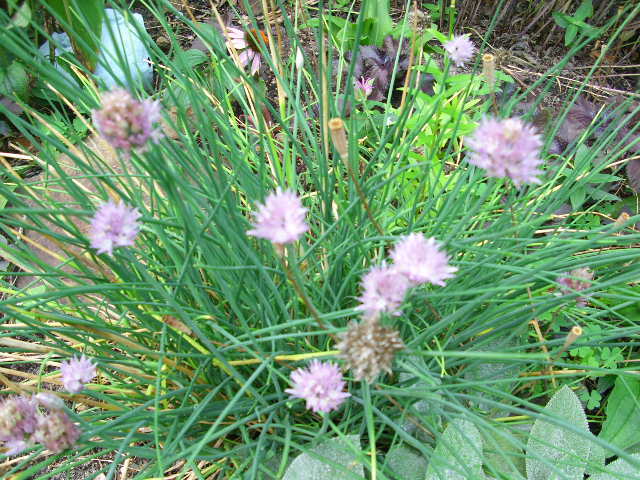 40 COMMON CHIVE SEEDS – Allium schoenoprasum