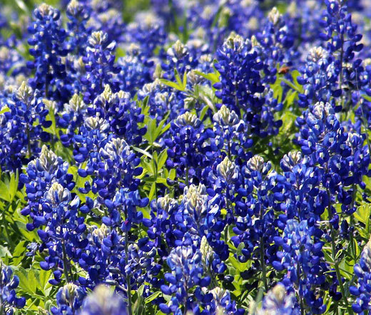 TEXAS BLUEBONNET Lupinus Texensis – 1,100 Bulk Seeds