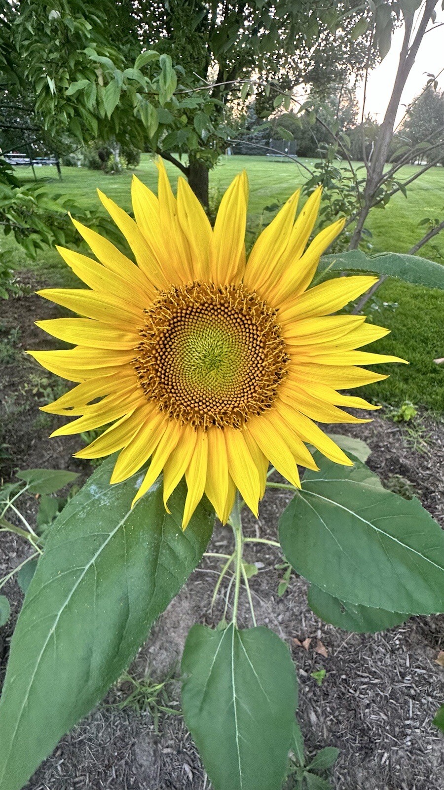 Mammoth Grey Stripe Sunflower Seeds -Non-GMO – High Germination Rate.