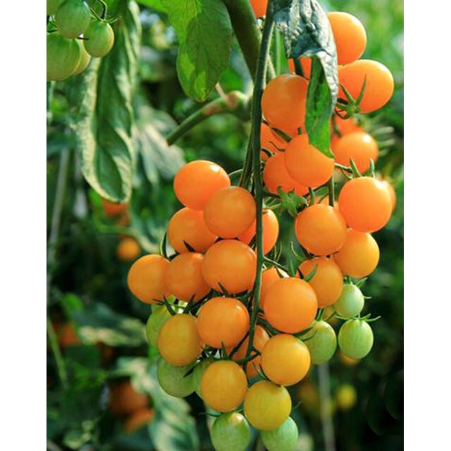 SCARBOROUGH SEEDS Gold Nugget Cherry Tomato Seeds 100 SEEDS – Non-GMO Yellow