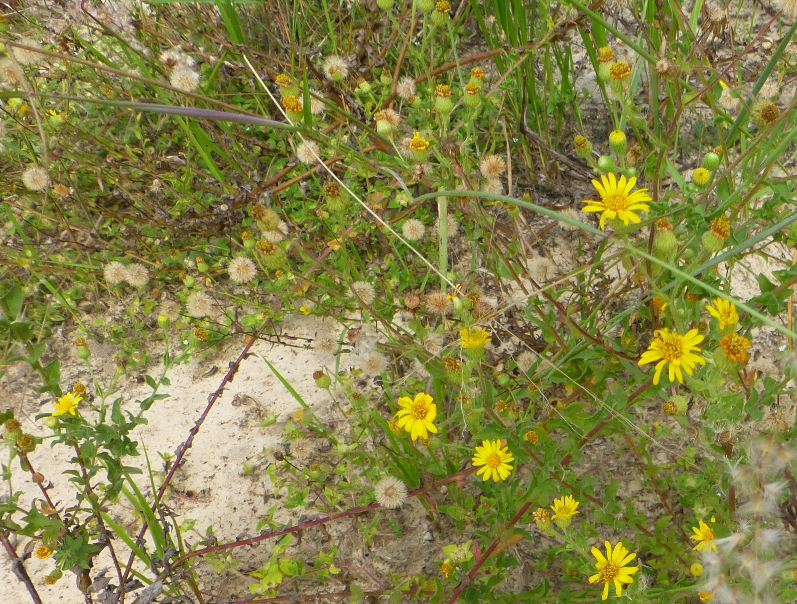 Camphorweed Seeds ✤ 100 Pre-Cold Stratified Heterotheca subaxillaris Seeds