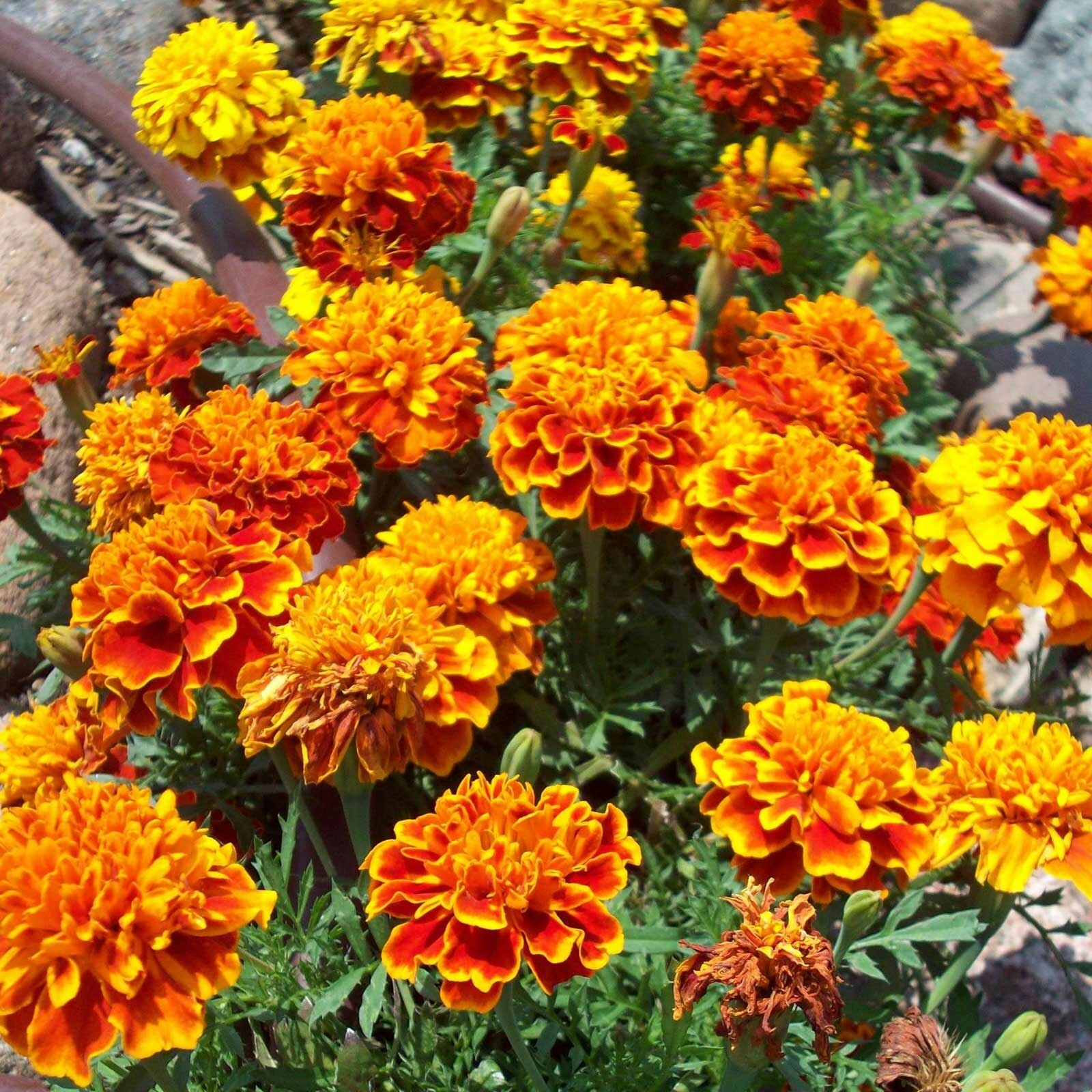 MARIGOLD, FRENCH BROCADE 200 Seeds, 0.4 Gram Heirloom OPEN POLLINATED,