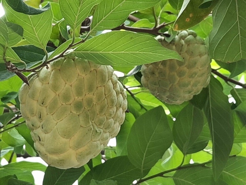 20 Organic Sugar Apple/Mãng Cầu Dai/Annona Squamosa Sweetsop Seeds-Florida Grown