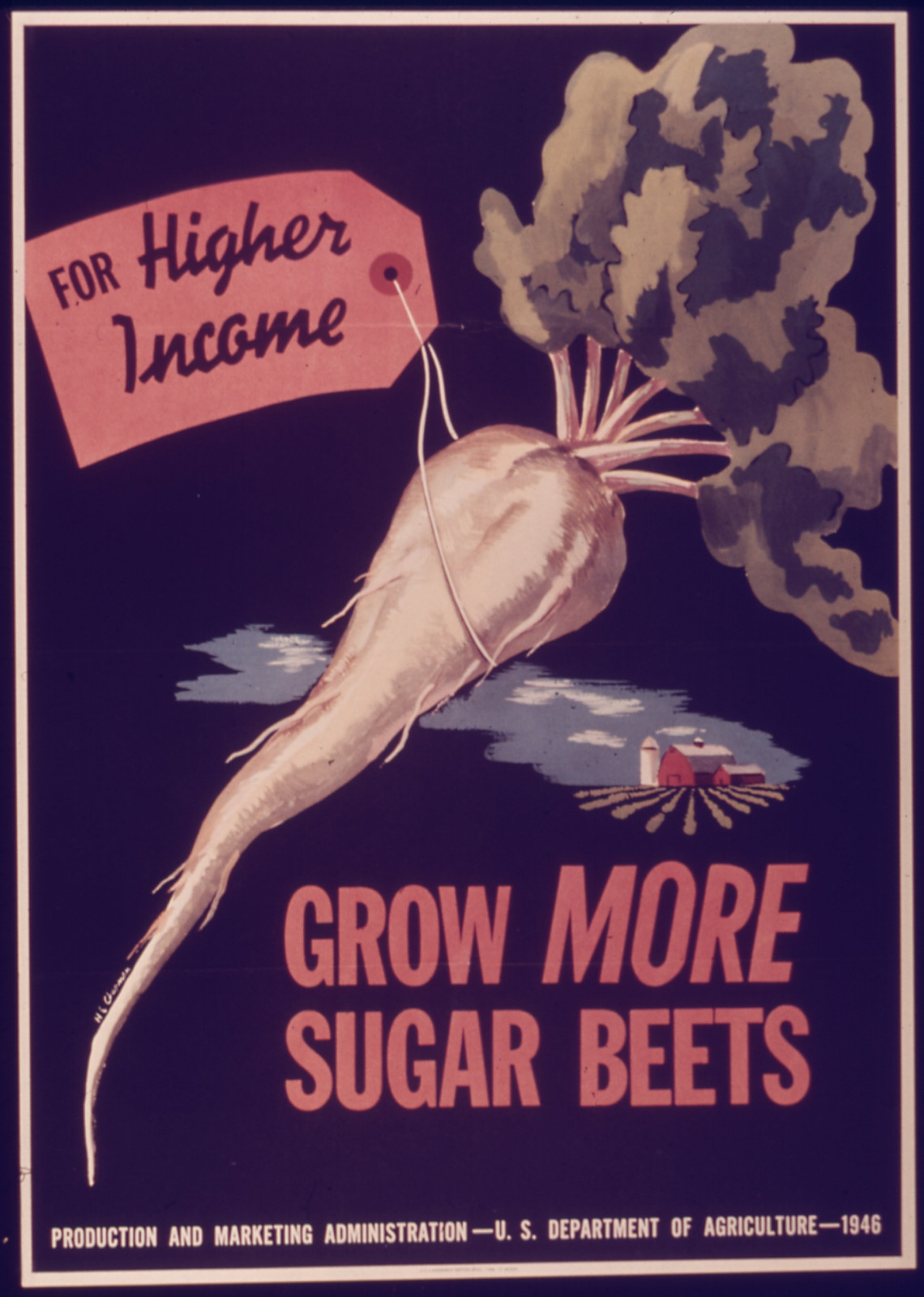 1/2 gram 50+ seeds white Sugar Beet Beta vulgaris – Grow real sugar