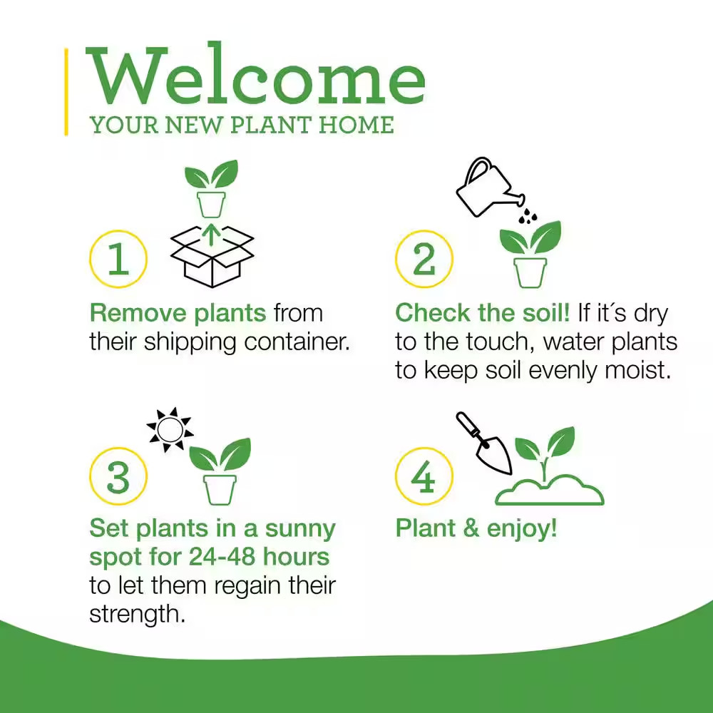 19 oz. Sweet Basil Herb Plant: 2-Pack, Fresh Culinary Herbs NEW