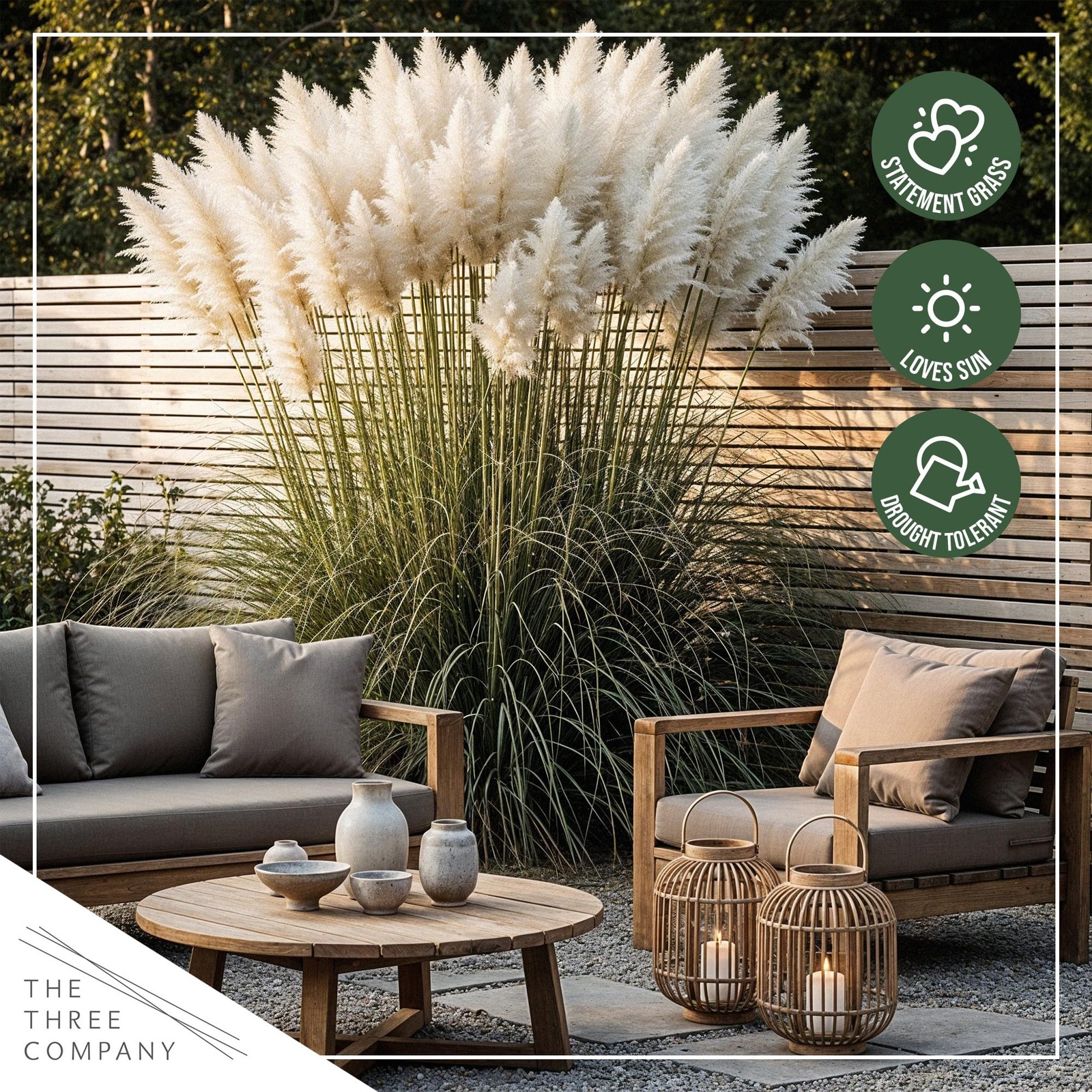 White Pampas Grass 2 Pack 10 Tall Perennial Accent Plant in 1.5 Qt Pot