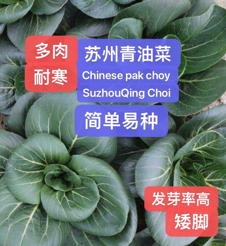 300+Seeds Chinese Cabbage Pak Choi SuzhouQing Choi 300多粒苏州青油菜，青菜种子 2023年新种子