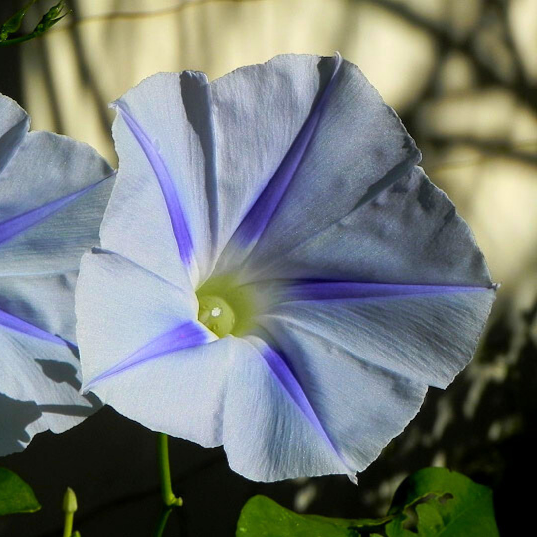 Fresh Premium Morning Glory Seeds | Blue Star | Heirloom Non-GMO | Flower Seeds