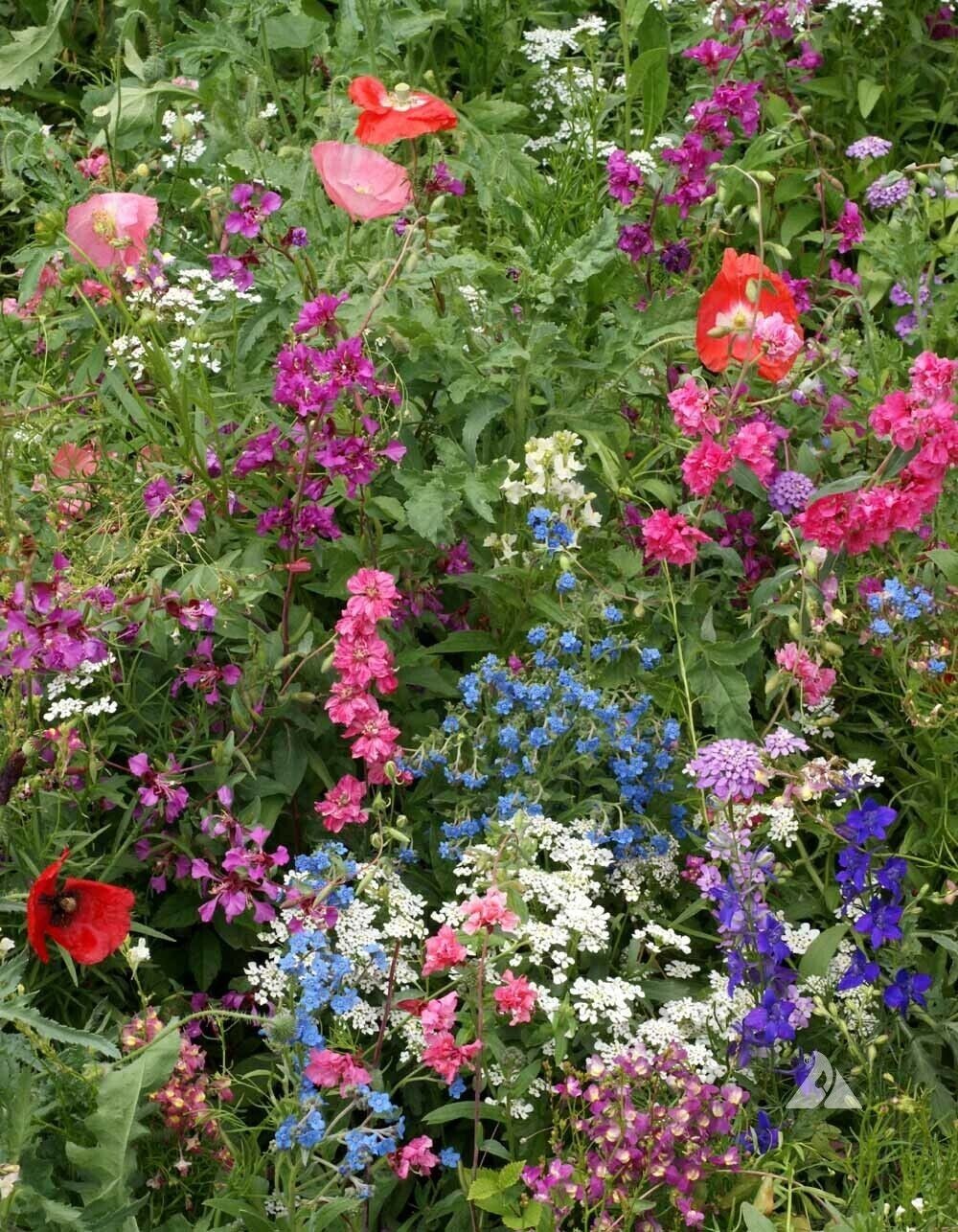 500+ Wildflower Mix Seeds – SHADE with Perennials – Pollinators Non-GMO Heirloom