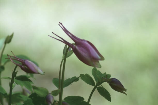 50 to 1000 Columbine Flower Seeds – Tyrian Purple Plum Color