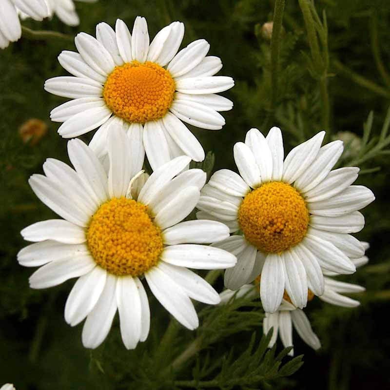 Roman Chamomile Seeds, Ground Cover Teas & Medicine, NON-GMO, Free Shipping
