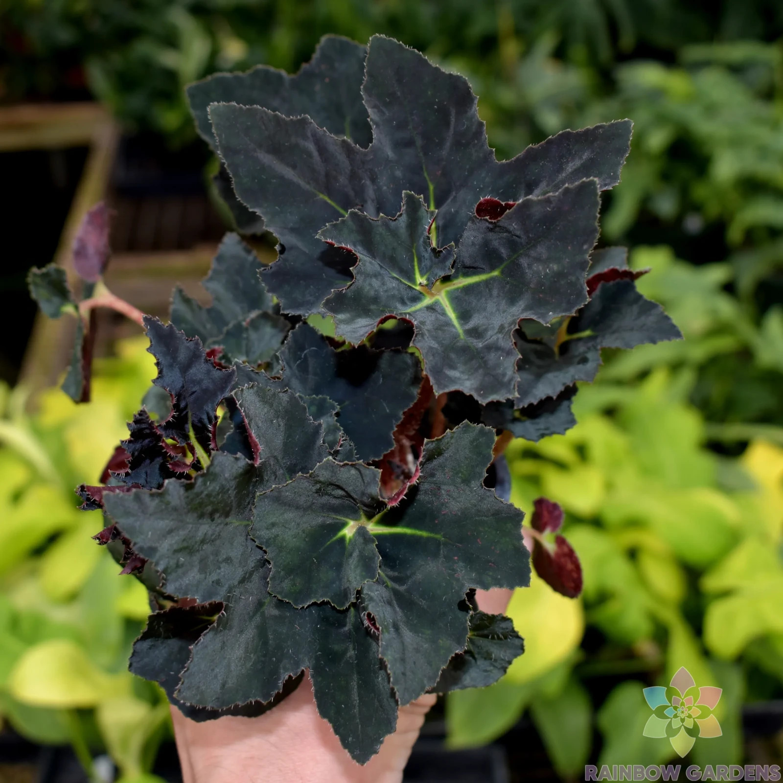 25+ Black Fancy Begonia Seeds for Garden Planting – USA – FREE SHIPPING!