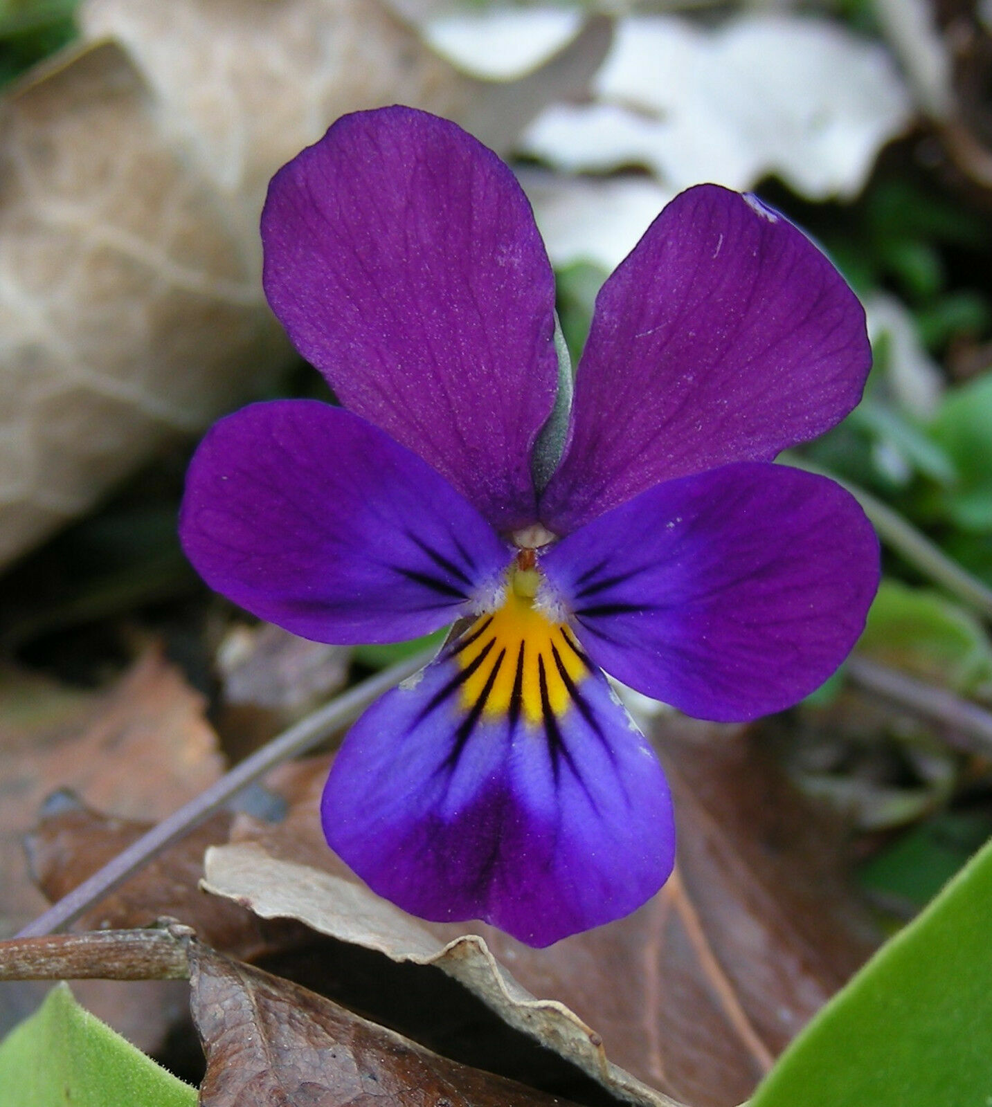 2000+ Bulk Seeds JOHNNY JUMP UP Viola Pansy Heirloom Flowers Quality Seed Butter