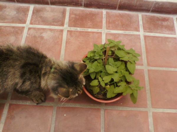 Nepeta cataria | Catnip | Catmint | Catswort | 50 Seeds