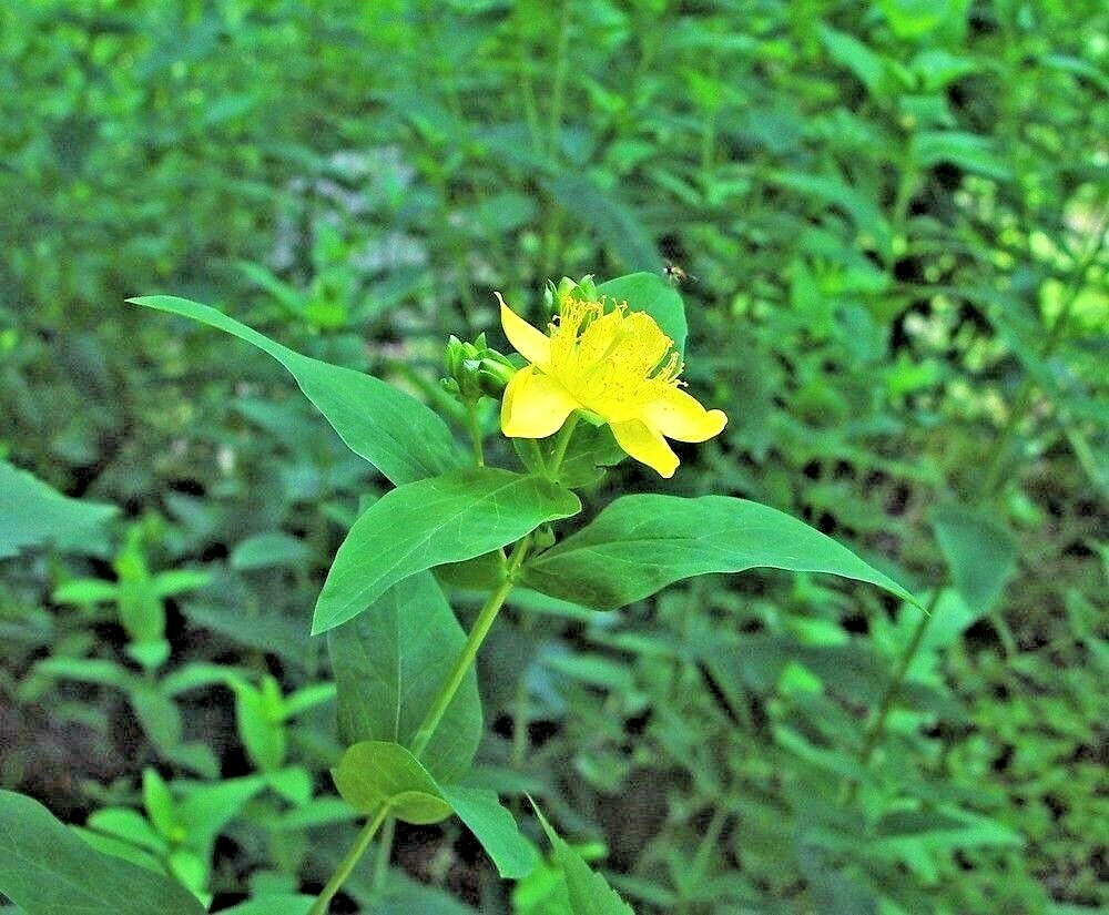 501+Great ST. JOHNS WORT Seeds Native Wildflower Shrub Perennial Herb Medicinal