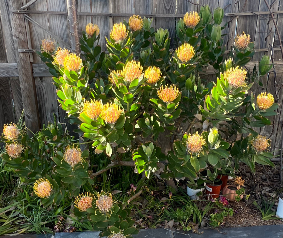 Red Yellow Ornamental Pincushion Protea, Leucospermum Veldfire-10 Seeds 2026-USA