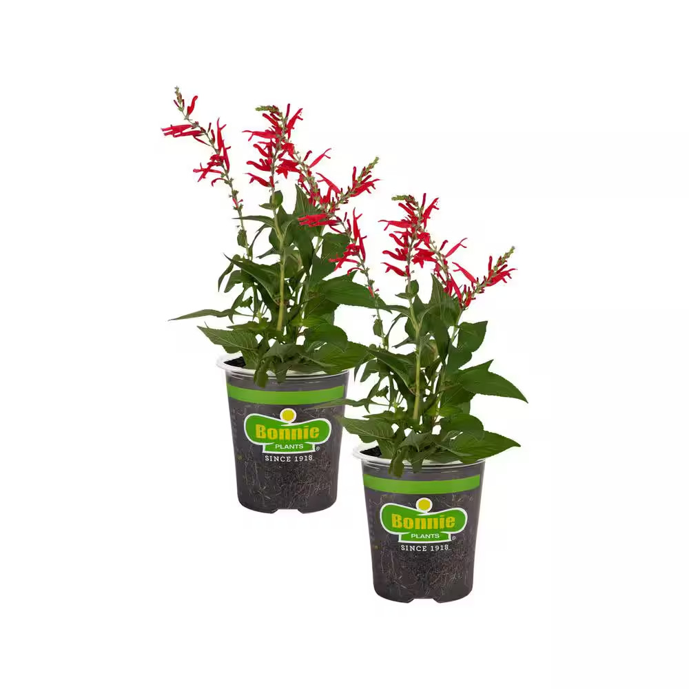 19 Oz. Pineapple Sage Herb Plant (2-Pack)