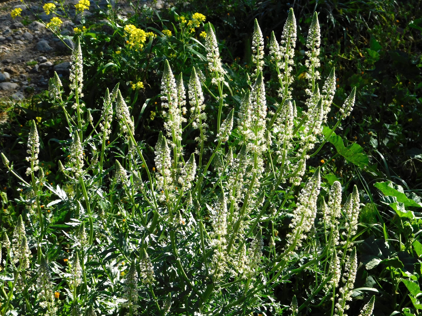 200 WHITE MIGNONETTE Reseda Alba VERY FRAGRANT Flower Seeds *Flat S/H