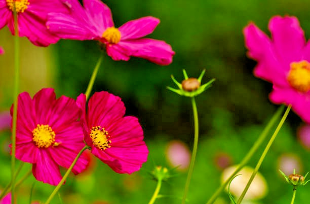 200 RADIANCE COSMOS SEEDS | SALE FREE SHIPPING NON GMO HEIRLOOM