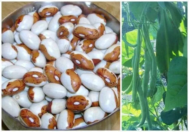 Hidatsa Shield Bean Seeds (25) / POLE BEAN / HEARTY / RARE