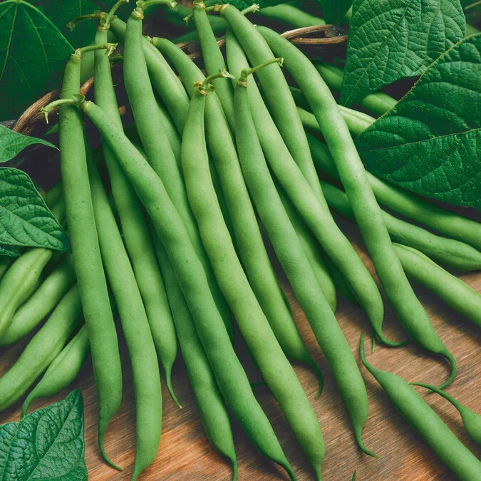 15 BLUE LAKE 274 BUSH GREEN BEAN SEEDS Non GMO FREE SHIPPING Heirloom