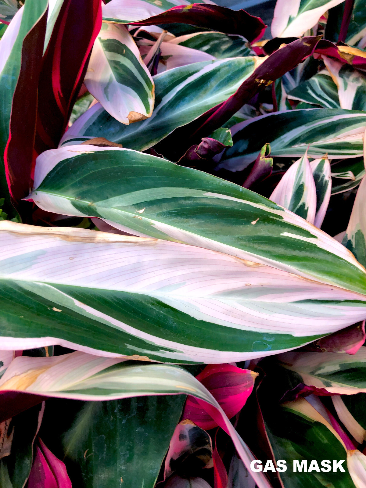 Stromanthe Tricolor Ginger Rhizome, Live Plant, Pink, White & Lush Green Leaves