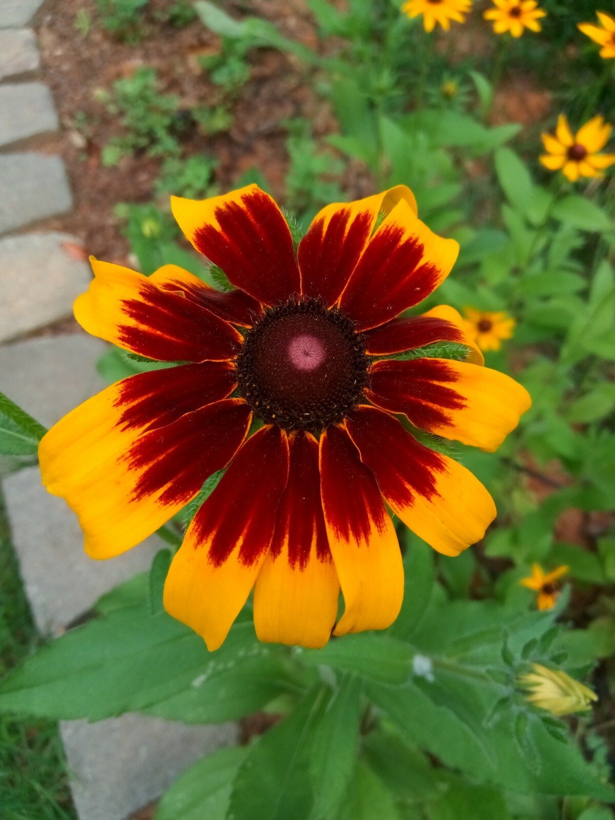 300+Native Perennial Large Daisy Seeds(Rudbeckia Hirta Gloriosa)Gold,Orange,Red.