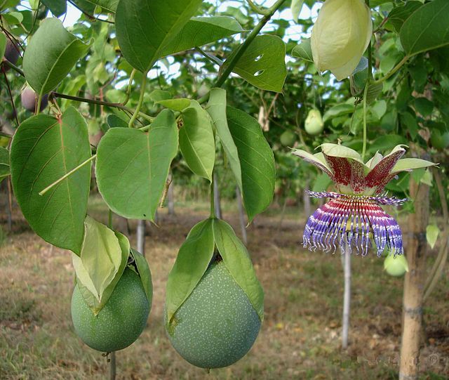 PASSION FLOWER Seeds BULK *Free Shipping* Passiflora maliformis Vine Seeds