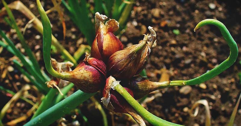 5 Egyptian Onion (Walking onion) Live bare root bulbs, Winter hardy perennial