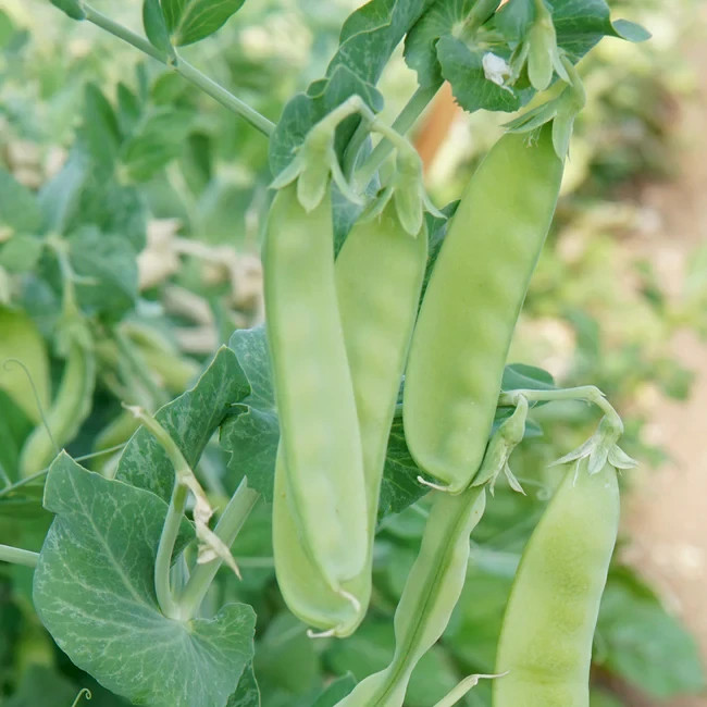 25 Oregon Sugar Pod II Snow Pea Seeds, heirloomn ** FREE S/H