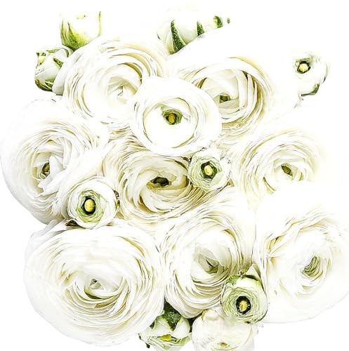 White French Peony Ranunculus – 12 Largest Size Corms, Premium Bulbs for