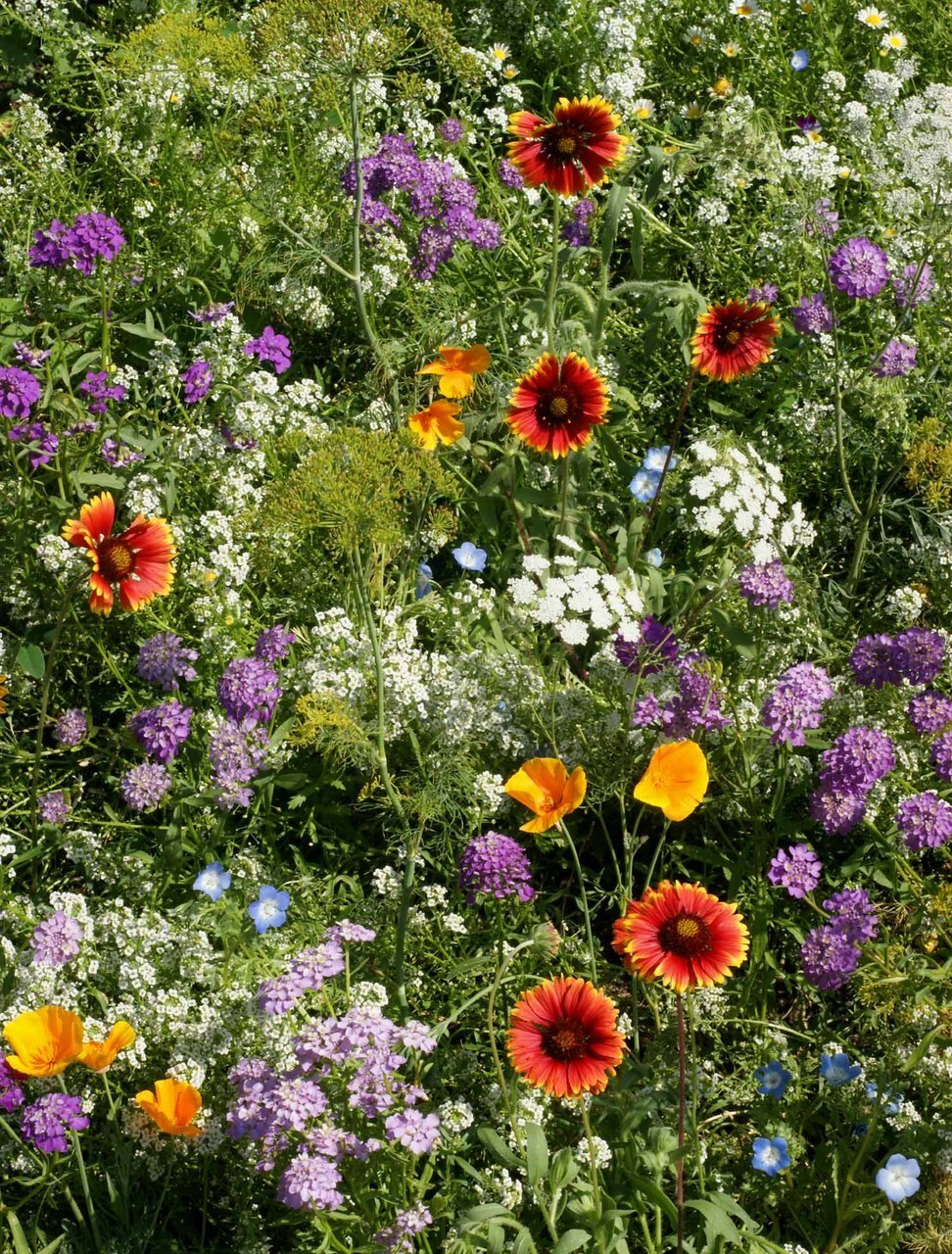 Deer Resistant Wildflower Seed Mix, 1/4 LB, 13 Species, FREE SHIPPING