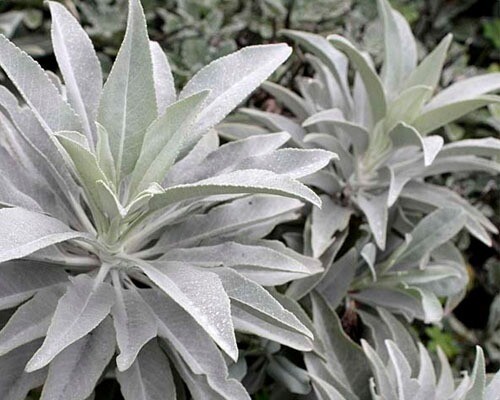 White Sage 20 – 1500 Seeds ORGANIC Herbs Salvia Apiana Medicinal Rare Perennial