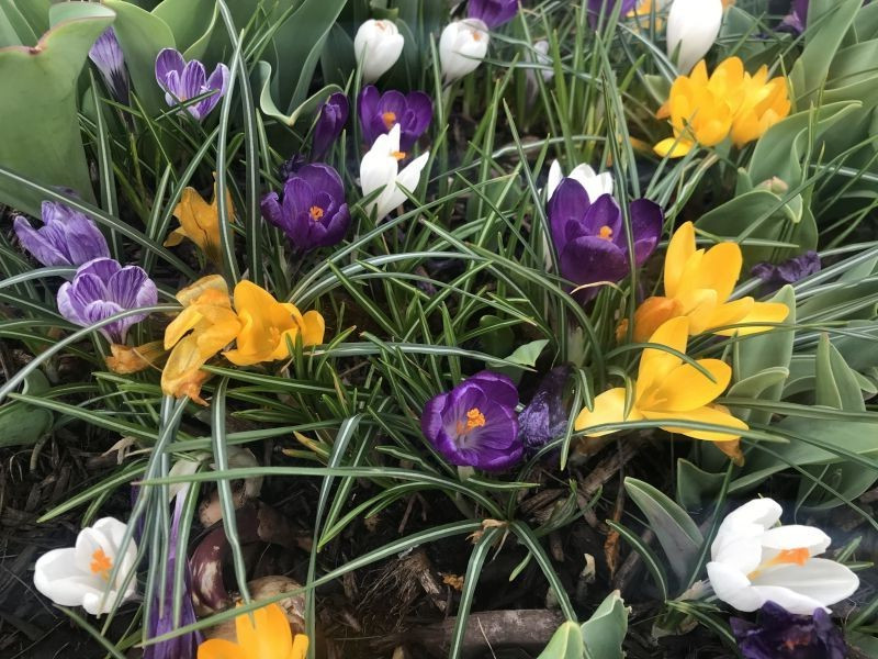 20 Jumbo Crocus Mix Fall Flower Planting Bulbs-USA Farm & Company-FREE SHIPPING