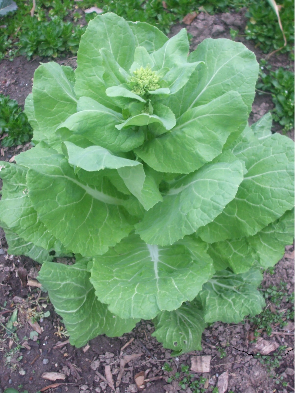 Napa Michihili Chinese Cabbage, 200 seeds, organically grown